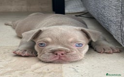 Bulldog Francés perros en venta: Bulldog frenchis de pasion - Imagen 1