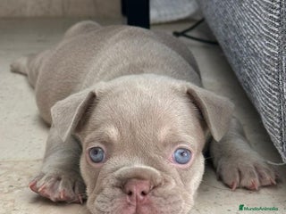 Bulldog Francés perros - Anuncio 1