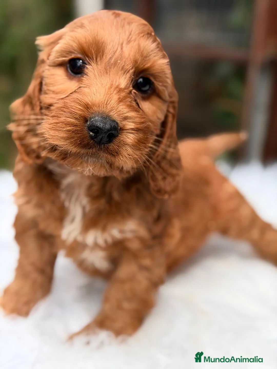 Cockapoo perros en venta: COCKAPOO ROJO - Anuncio 1
