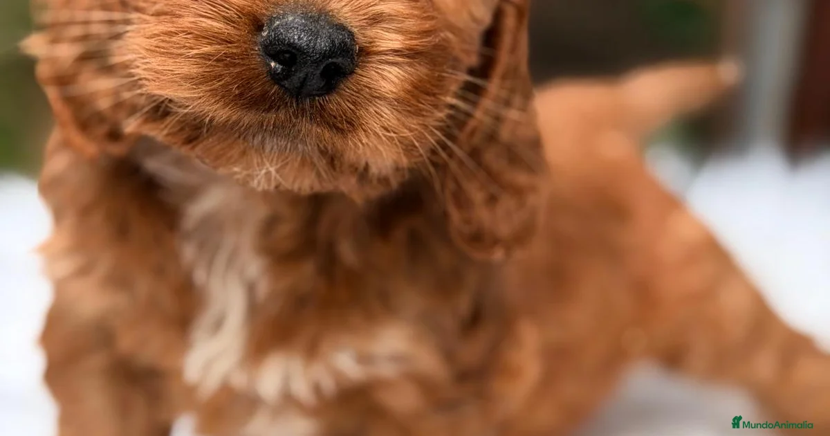 Cockapoo Animal Jam COCKAPOO ROJO en venta en Santpedor | MundoAnimalia