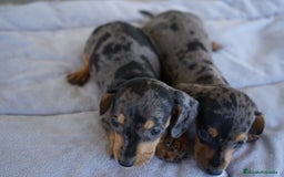 Teckel Miniatura perros en venta: 🐾 Rafaela y Molly – Teckel miniatura merlé🌌 - Imagen 6