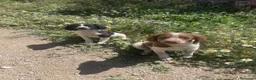 Épagneul Breton perros en venta: Epagneul bretón  en Teruel - Anuncio 10