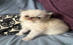 Persa gatos en venta: Persas en Jerez  - Imagen 5