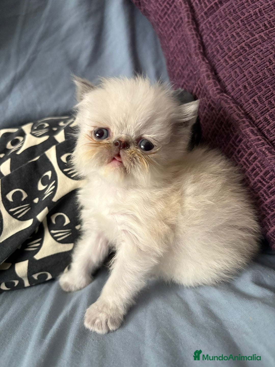 Persa gatos en venta: Persas en Jerez  - Imagen 5