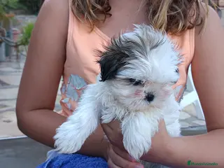 Shih Tzu perros MalShi. Shihtzu x Maltes - Anuncio 1