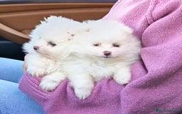 Pomerania perros en venta: Cachorros pomerania blancos - Anuncio 3
