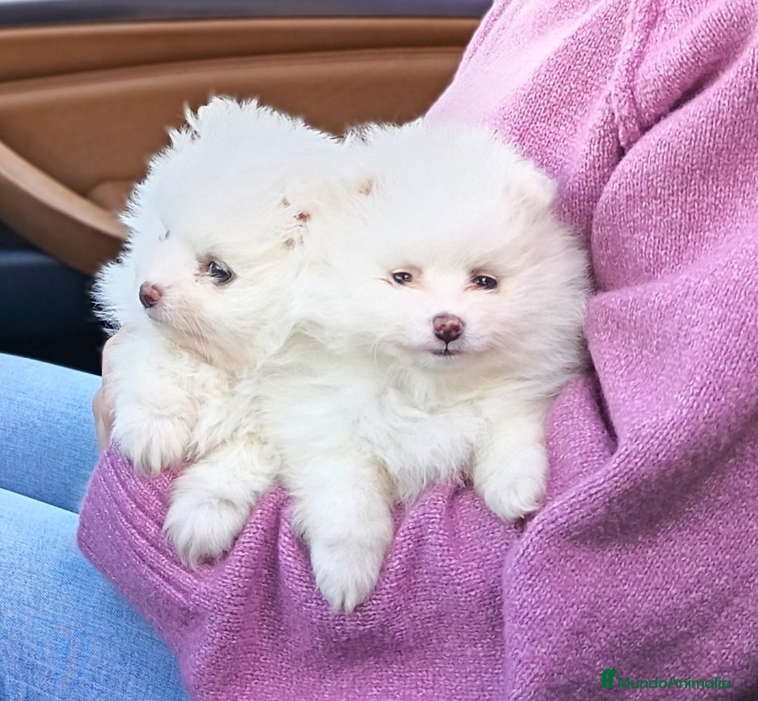 Pomerania perros en venta: Cachorros pomerania blancos - Anuncio 3