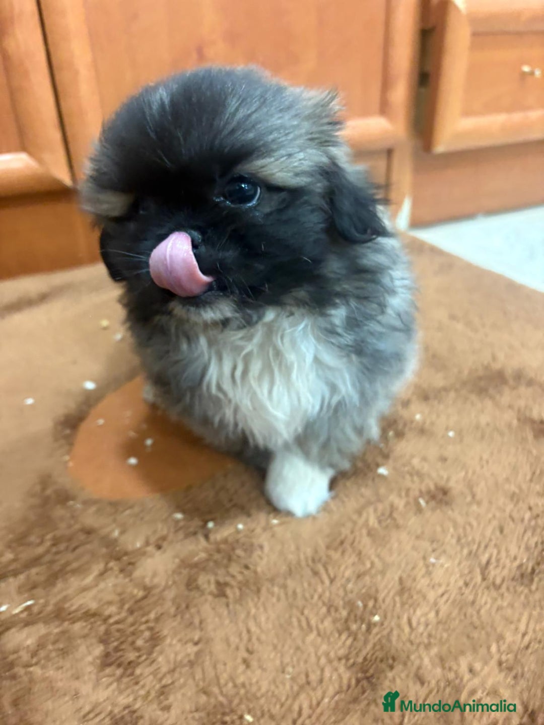 Shih Tzu perros en venta: Shih tzu macho  - Imagen 11