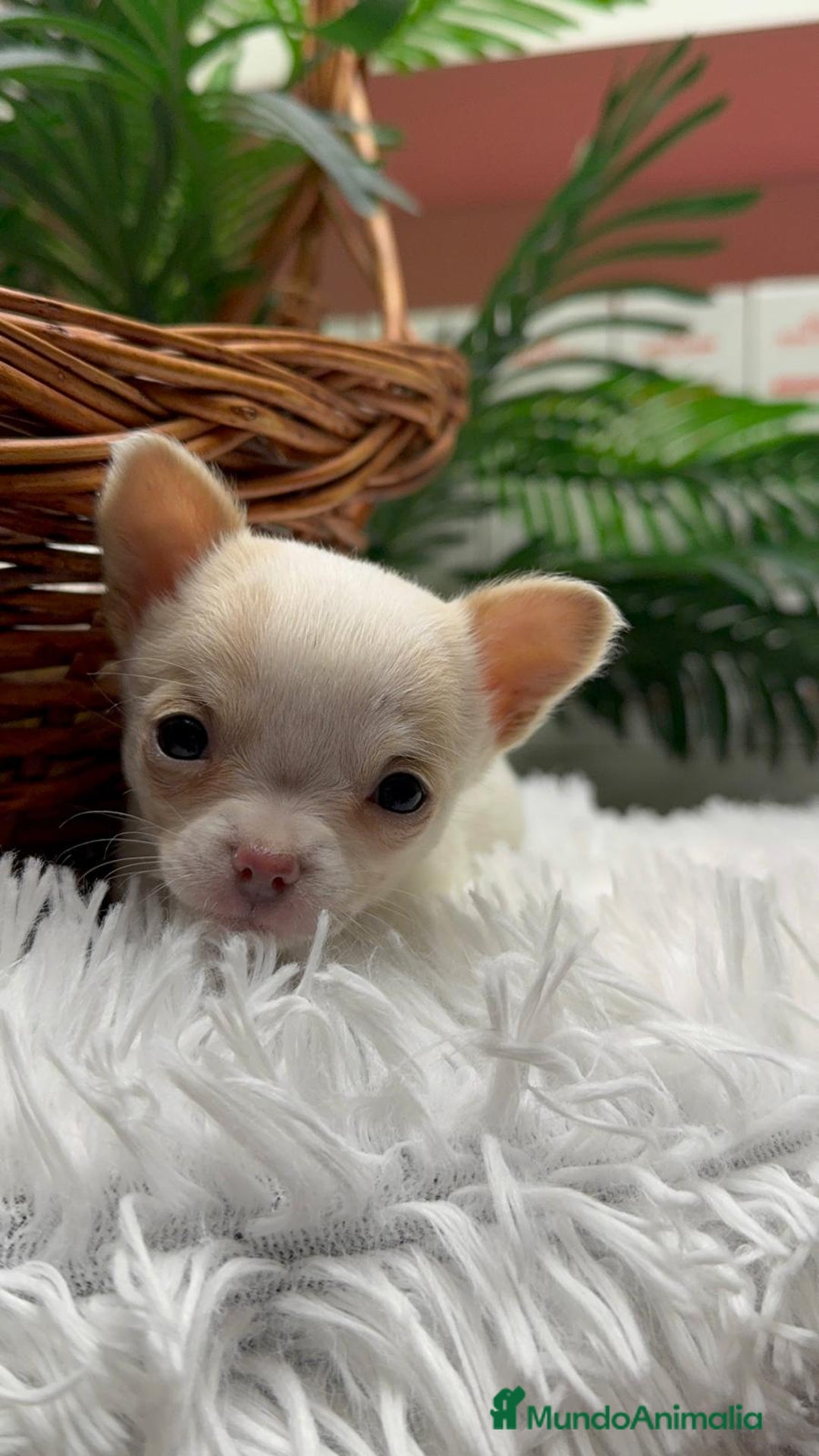 Chihuahua perros en venta: CHIHUAHUA  - Anuncio 12