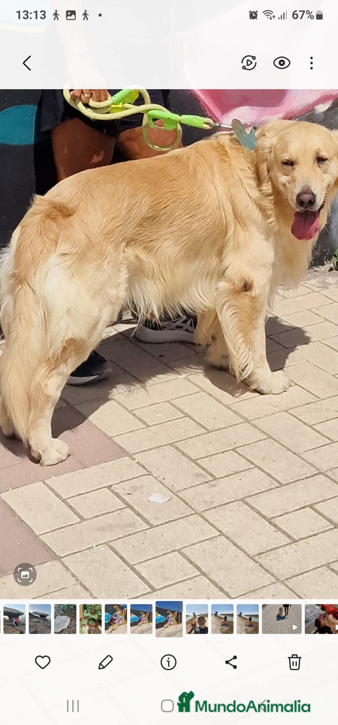 Golden Retriever perros en venta: Golden retriever bebes preciosos cachorros  - Anuncio 2