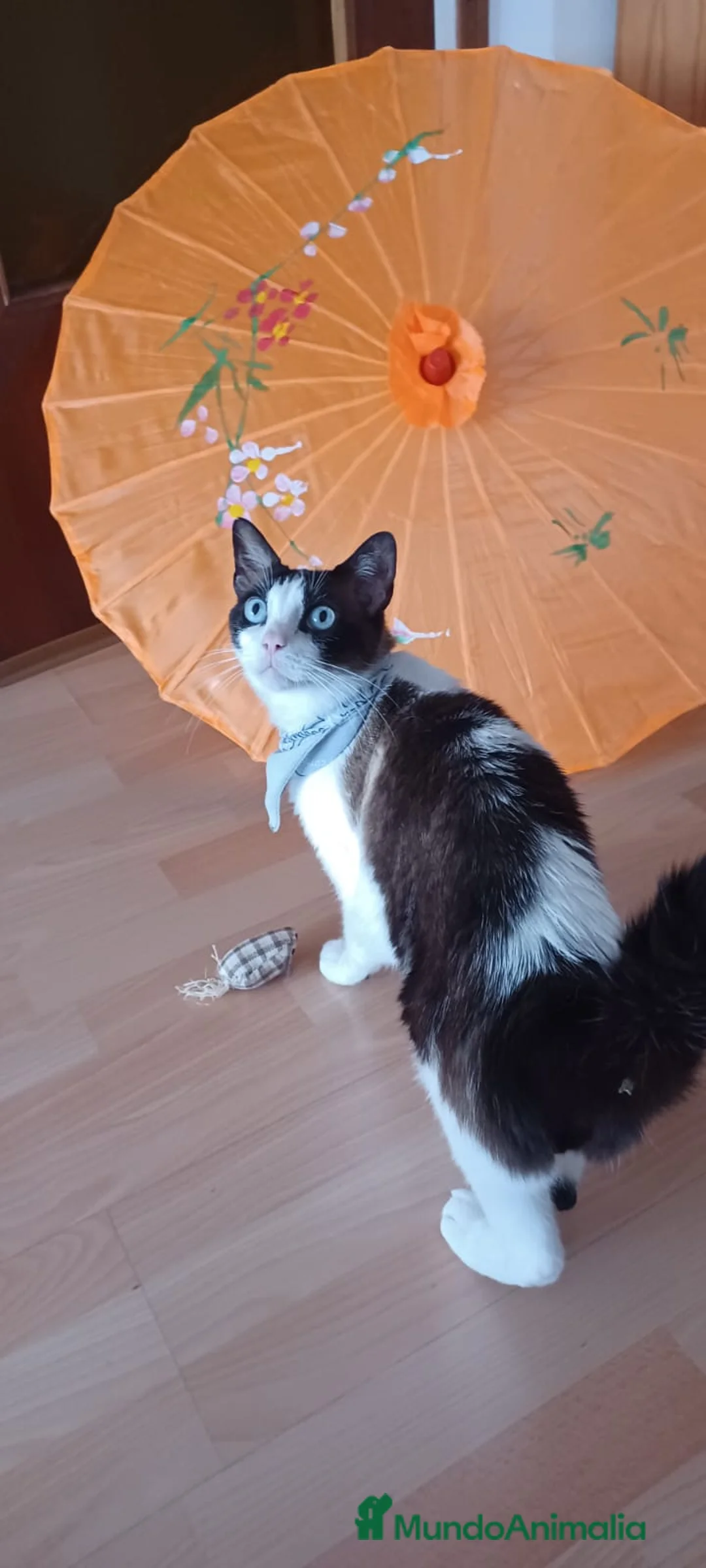 Raza Mixta gatos en adopcion: Fede en adopción  - Anuncio 2