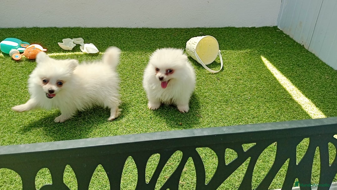 Pomerania perros en venta: Lulu Pomerania  - Imagen 3