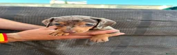Teckel Miniatura perros en venta: Teckel Kaninchen - Anuncio 5