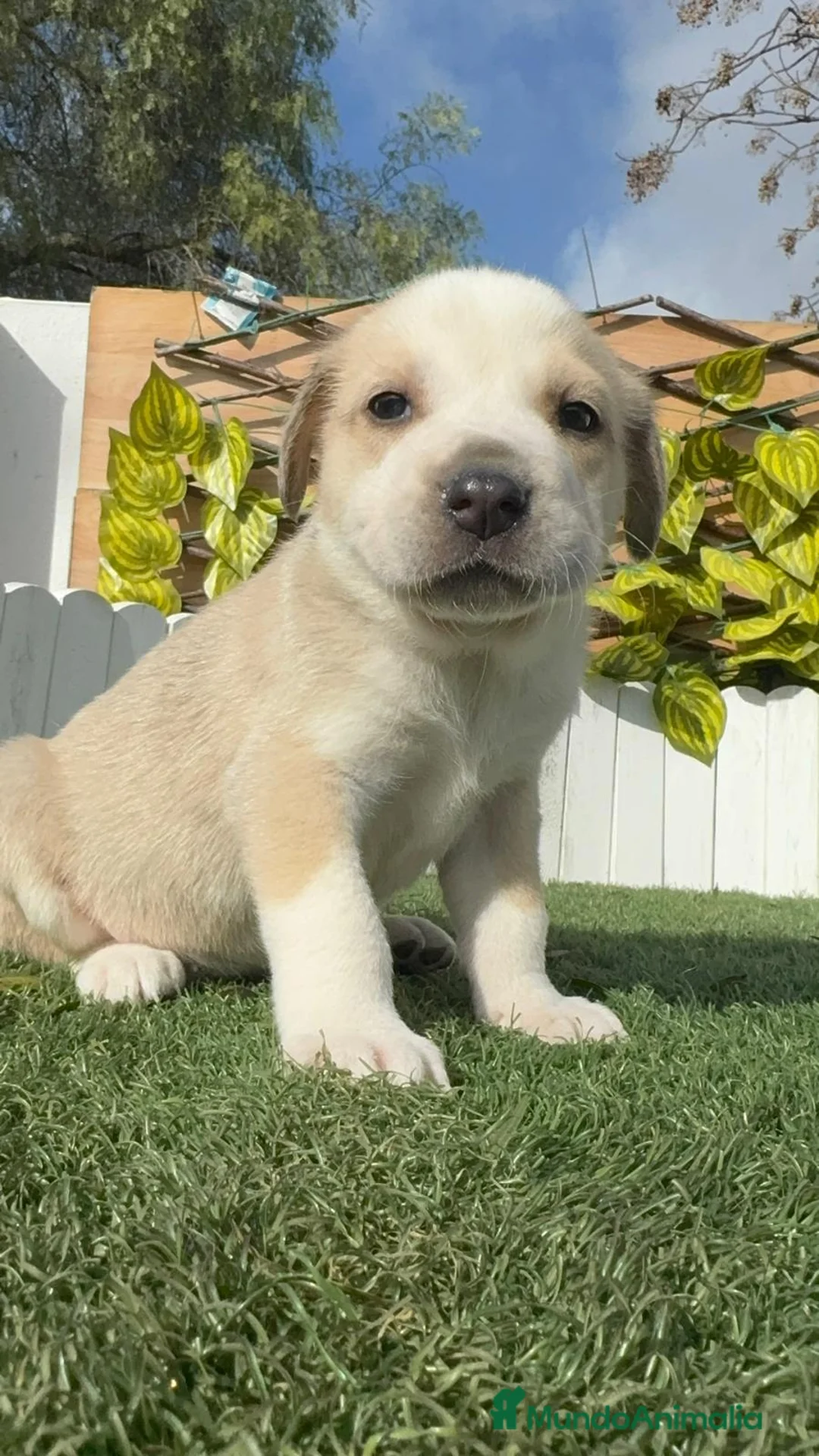 Mastín Español perros en venta: MASTIN ESPAÑOL - Anuncio 1