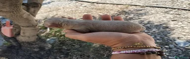 Caniche Toy 2