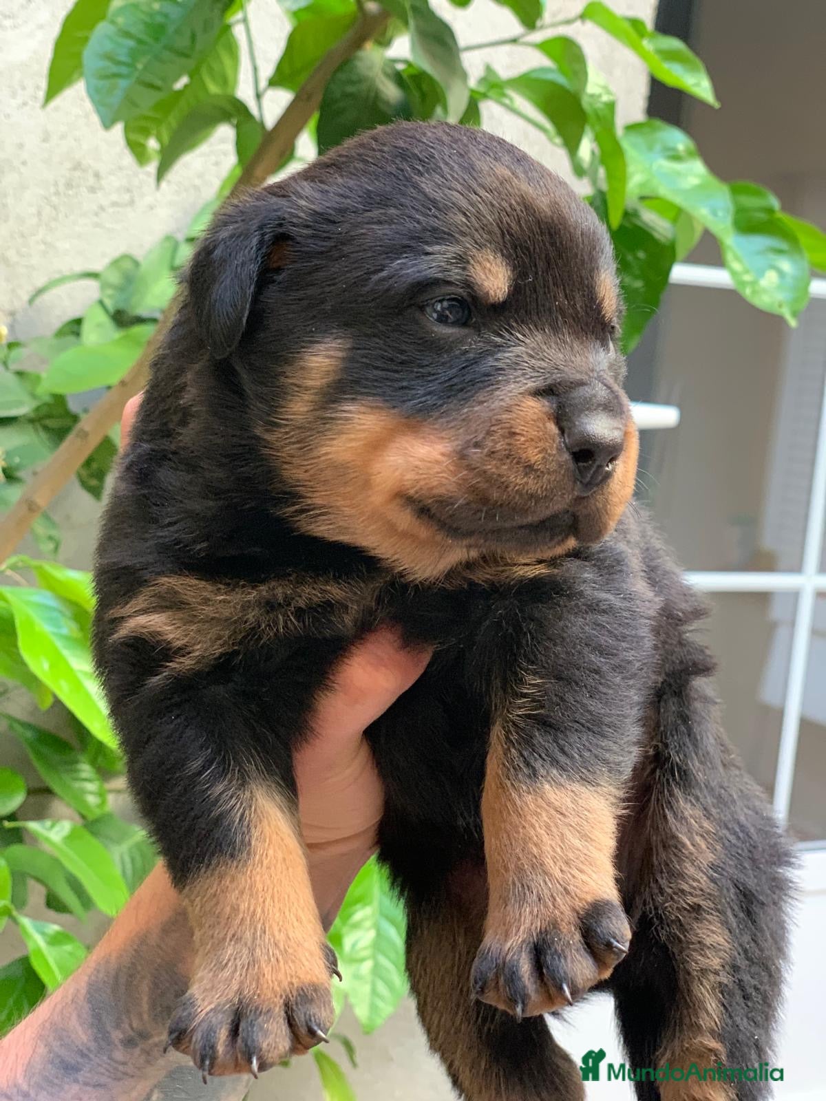 Rottweiler perros Rottweiler en Albacete - Anuncio 10