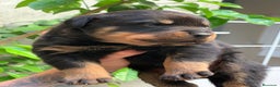 Rottweiler perros en venta: Rottweiler en Albacete - Anuncio 1