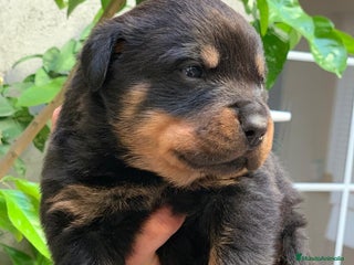 Rottweiler perros en Albacete - Anuncio 2