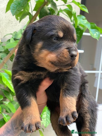 Rottweiler perros en Albacete - Anuncio 3