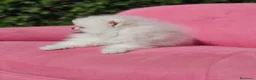 Pomerania perros en venta: Pomerania  - Anuncio 4
