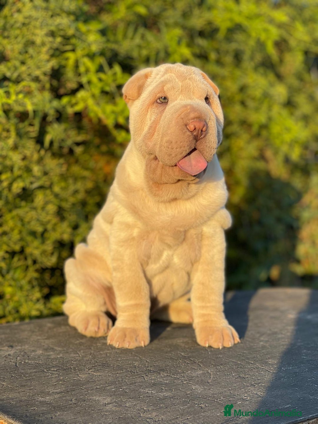 Shar Pei perros en venta: SHAR PEI BEBES MAXIMA CALIDAD!! en Málaga - Imagen 5