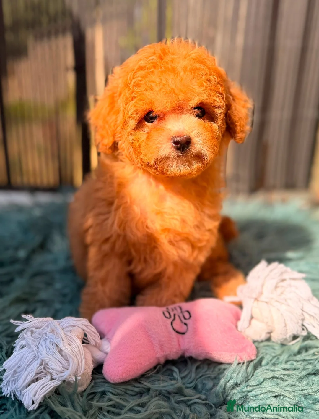 Caniche Toy perros en venta: CANICHE TOY  - Anuncio 2