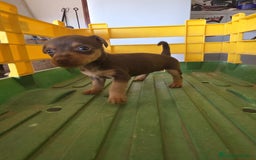 Pinscher Miniatura perros en venta: Pinscher miniatura chocolate  - Imagen 3