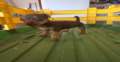 Pinscher Miniatura perros - Anuncio 3