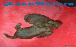 Caniche Toy perros en venta: Camada Caniche de Pastanaga AQUANATURA - Imagen 5
