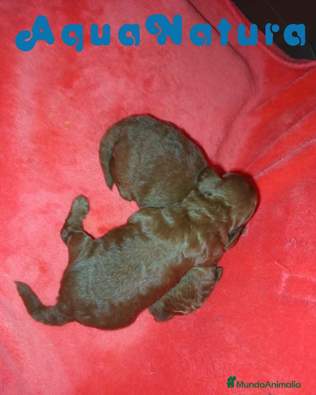 Caniche Toy perros en venta: Camada Caniche de Pastanaga AQUANATURA - Imagen 5