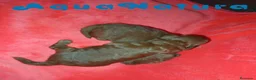 Caniche Toy perros en venta: Camada Caniche de Pastanaga AQUANATURA - Anuncio 5