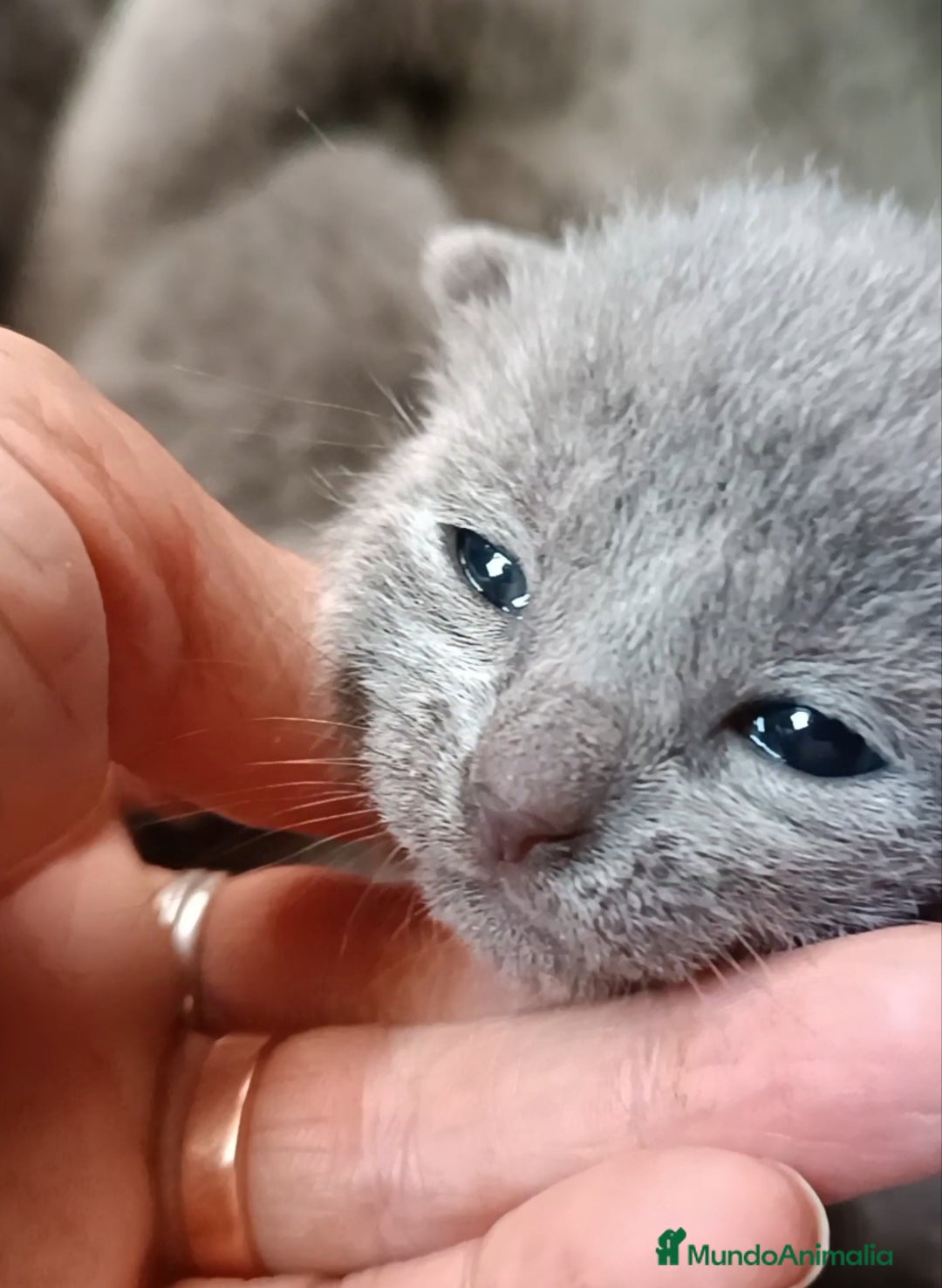 Azul Ruso gatos en venta: Cachorros azul ruso  en Cuenca - Imagen 1