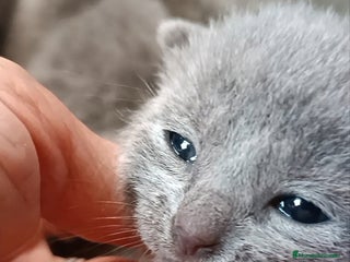 Azul Ruso gatos en Cuenca - Anuncio 2