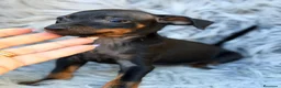 Pinscher Miniatura perros en venta: MINI PINCHER  - Anuncio 8