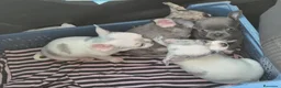 Chihuahua perros en venta: Chihuahua  - Anuncio 3