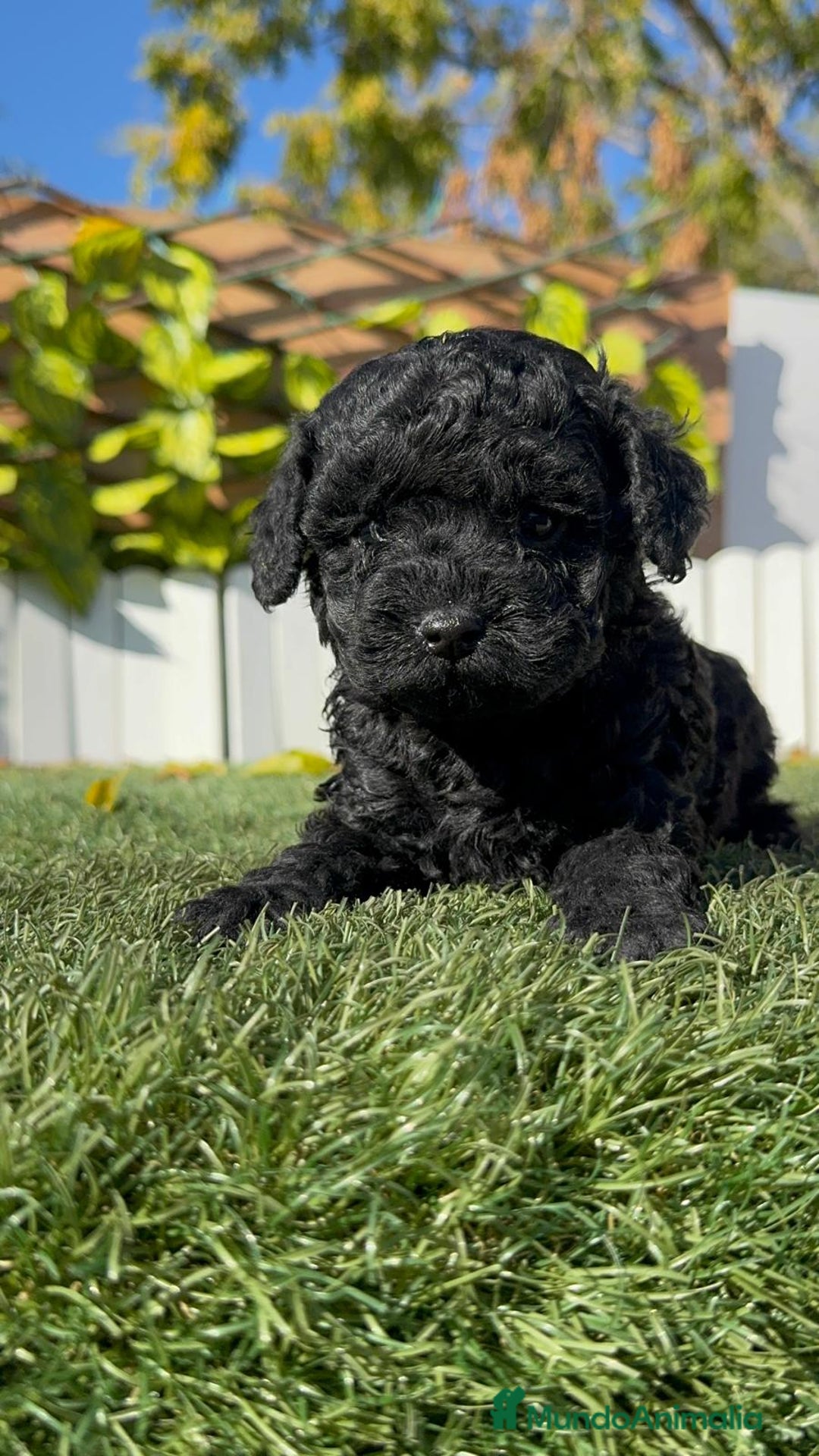 Caniche Toy perros en venta: CANICHE TOY HEMBRA - Anuncio 1