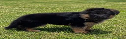 Pastor Alemán perros en venta: Cachorro macho de pastor alemán  - Anuncio 2