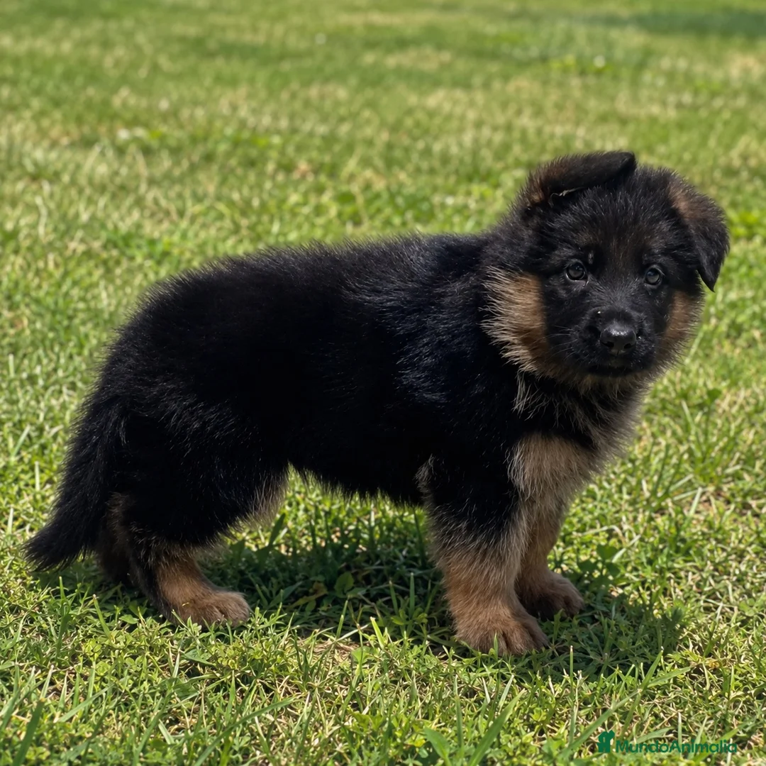 Pastor Alemán perros en venta: Cachorro macho de pastor alemán  - Anuncio 2