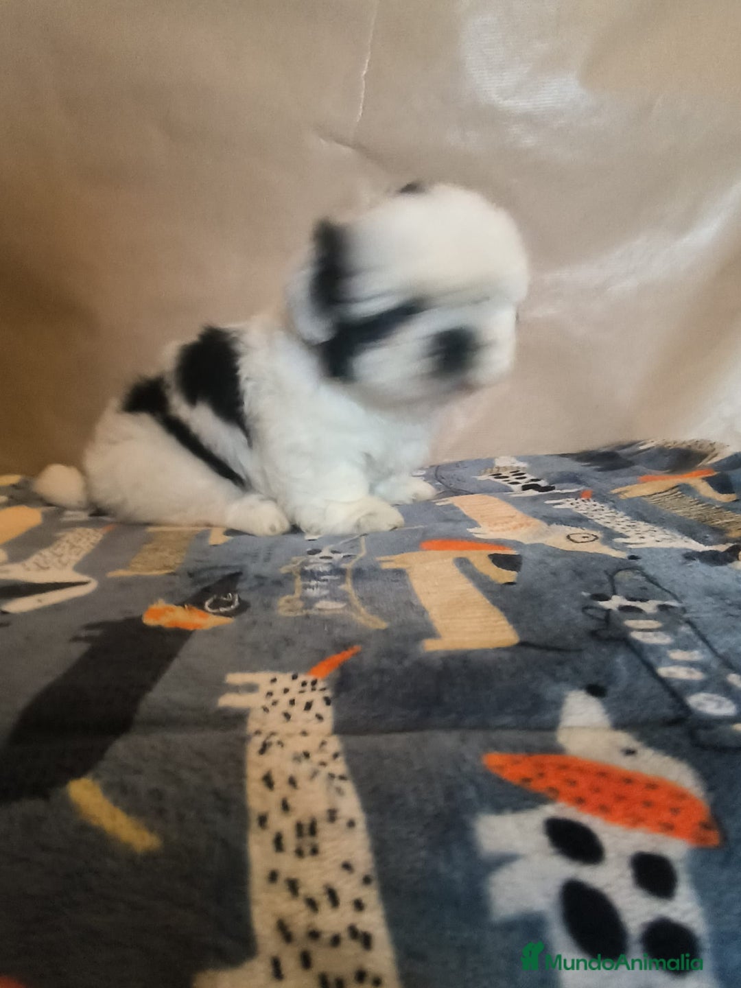 Shih Tzu perros en venta: Shit tzu mini - Anuncio 10