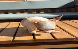 Chihuahua perros en venta: Chihuahua Toy Rusos - Imagen 20