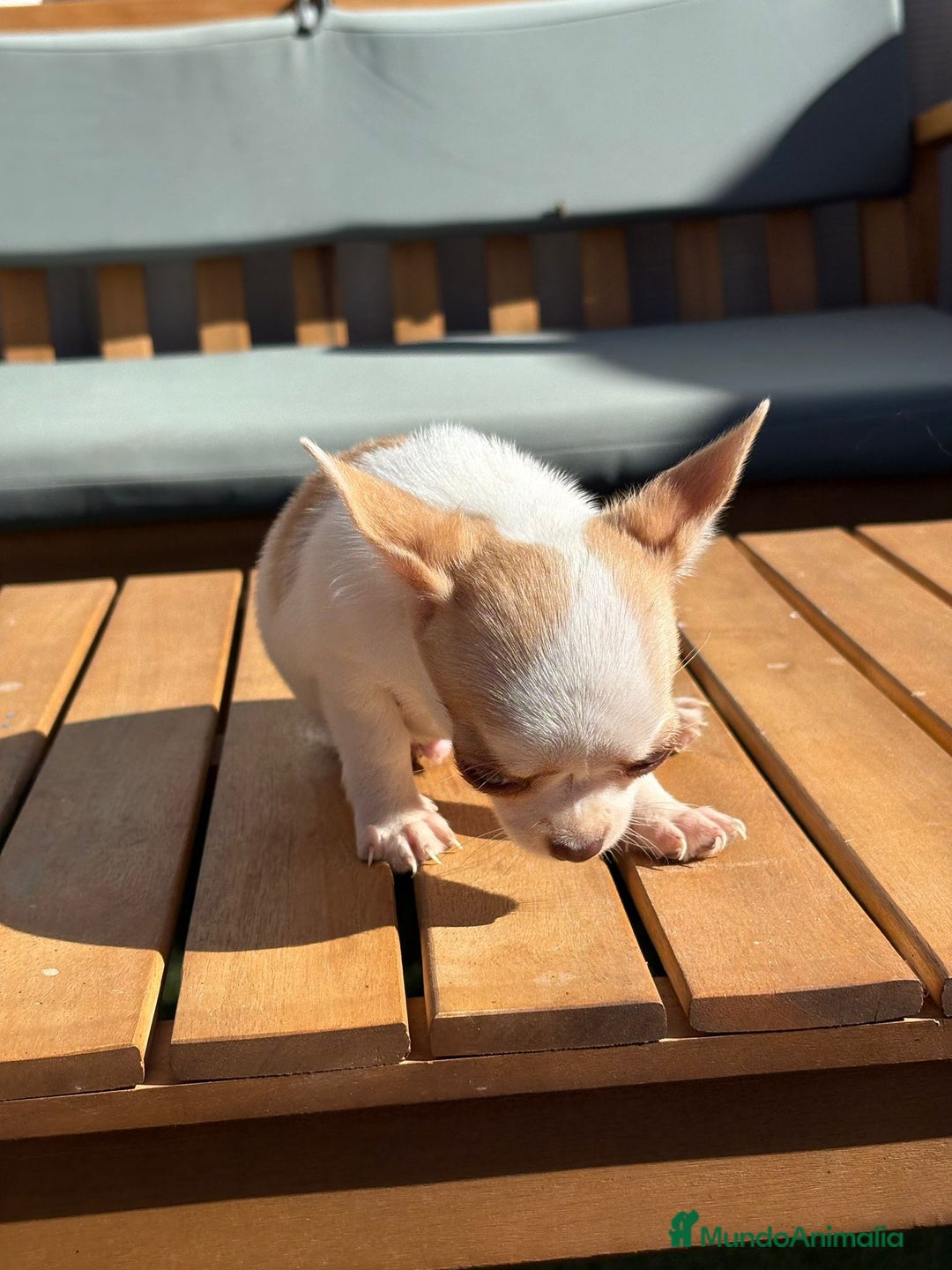 Chihuahua perros en venta: Chihuahua Toy Rusos - Imagen 20