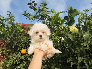 Bichón Maltés perros - Anuncio 2