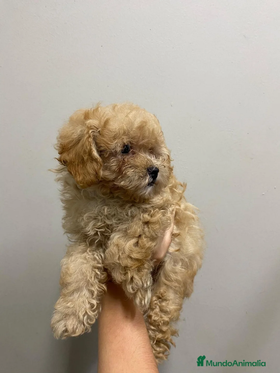 Caniche Toy perros en venta: Caniche toy appricott - Anuncio 1