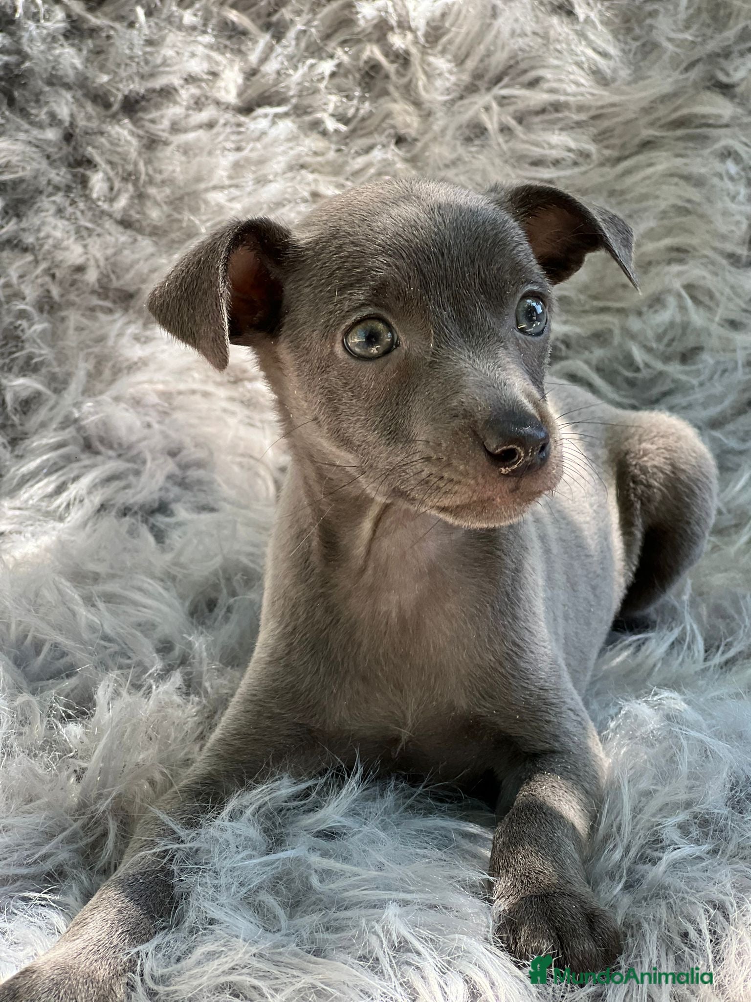 Pequeño Lebrel Italiano perros PEQUEÑO LEBREL ITALIANO MACHO BLUE en Barcelona - Anuncio 2