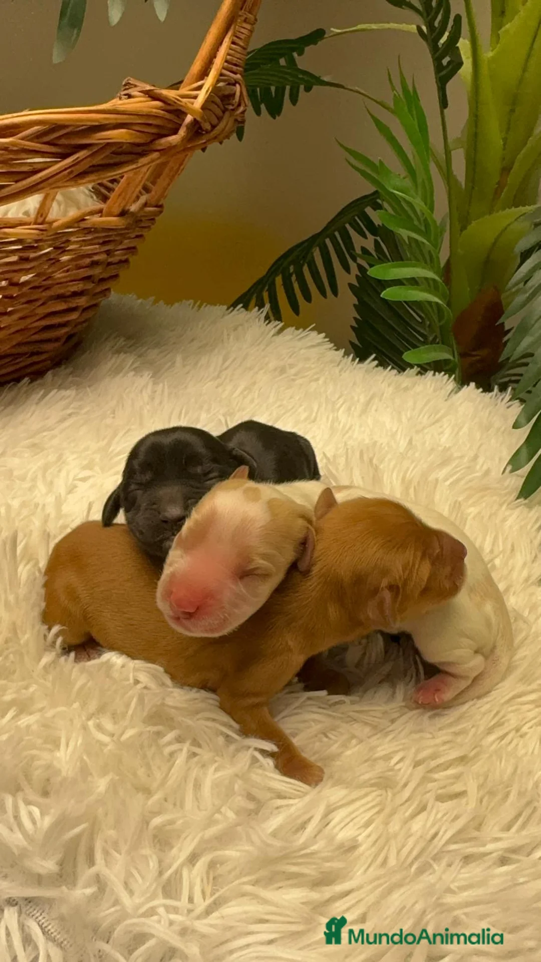 Cocker Spaniel Inglés perros en venta: COCKER SPANIEL INGLES - Anuncio 24