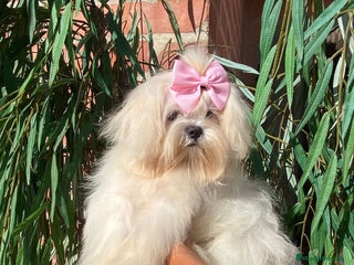 Bichón Maltés perros - Anuncio 3