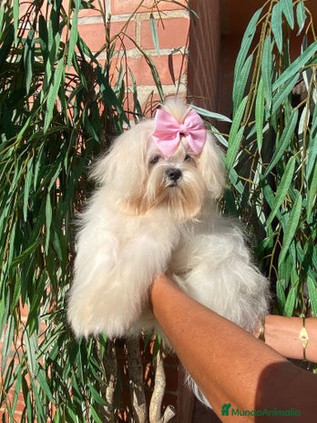 Bichón Maltés perros - Anuncio 1