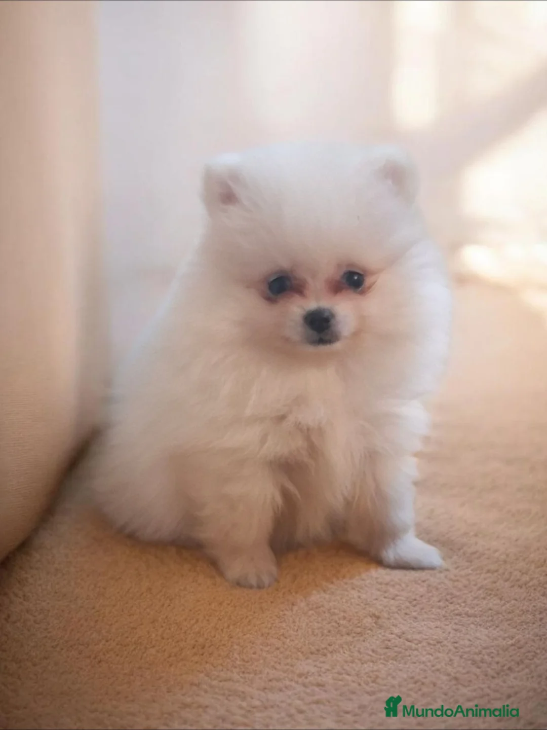 Pomerania perros en venta: Pomerania - Anuncio 3