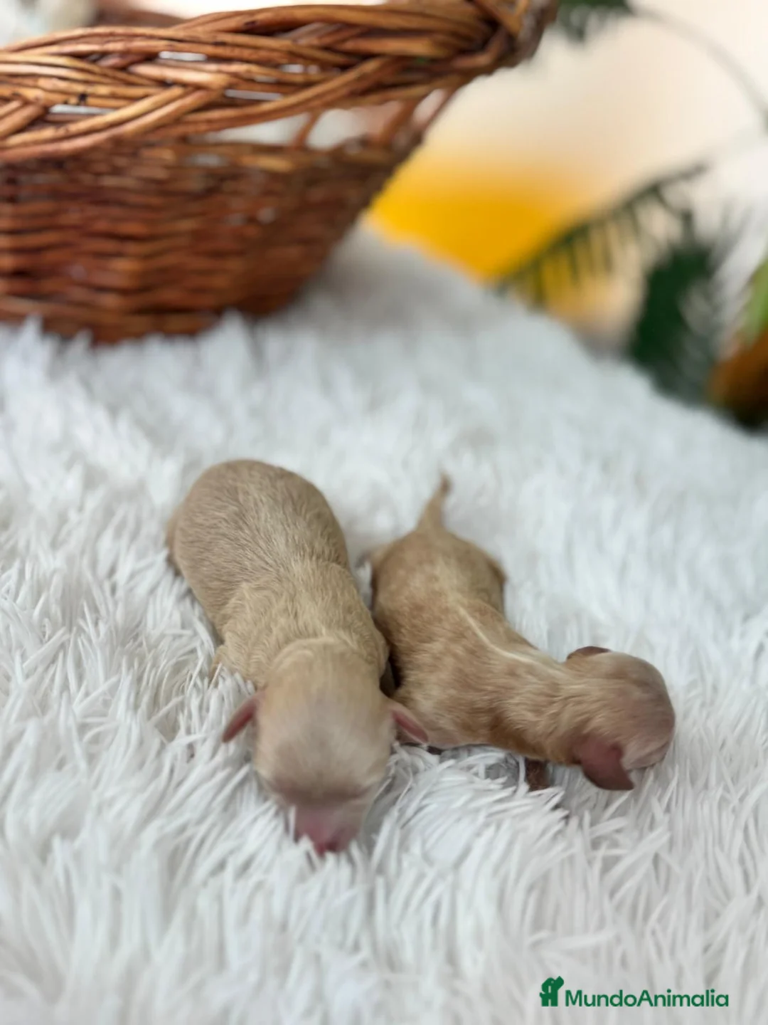 Maltipoo perros en venta: MALTIPOO HEMBRA - Anuncio 4
