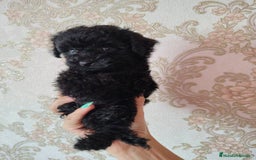 Caniche Toy perros en venta: Preciosos CANICHE TOY - Imagen 3